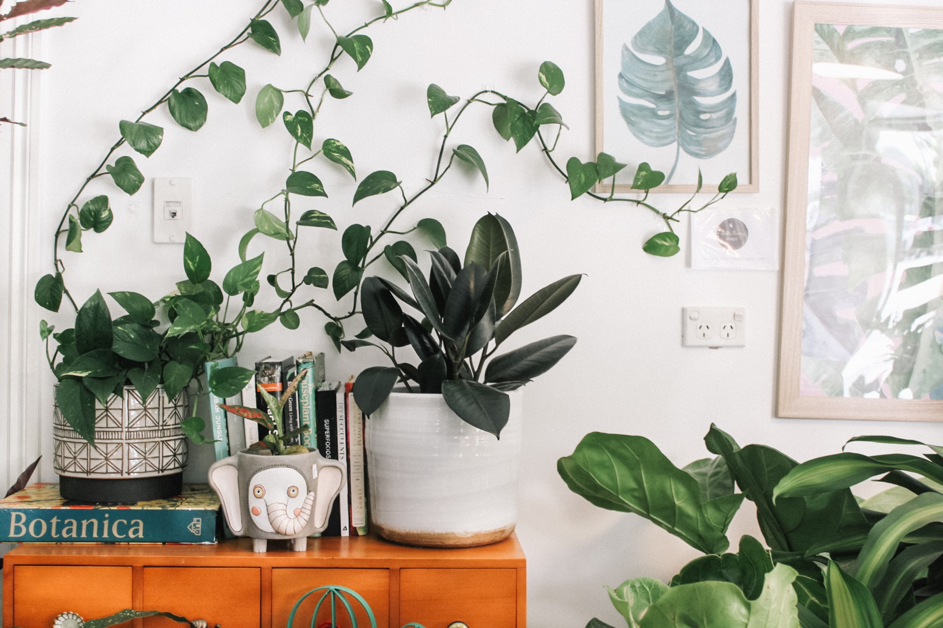 best indoor plants for home that purify air