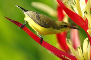 Best Bird Attracting Plants