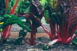 How to Start Backyard Veggie Patches