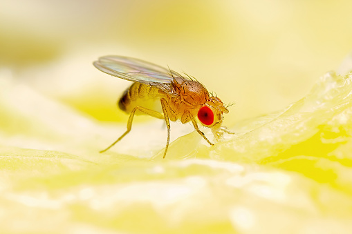 How to get rid of fruit flies Australia