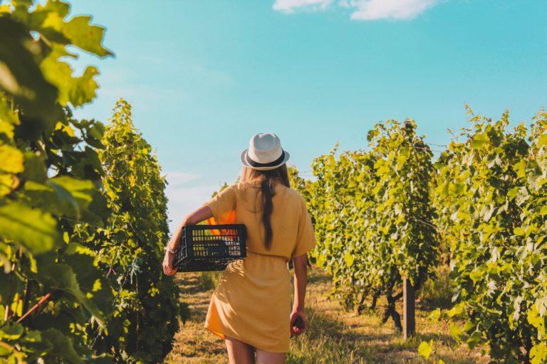 How to Buy a Winery in Australia