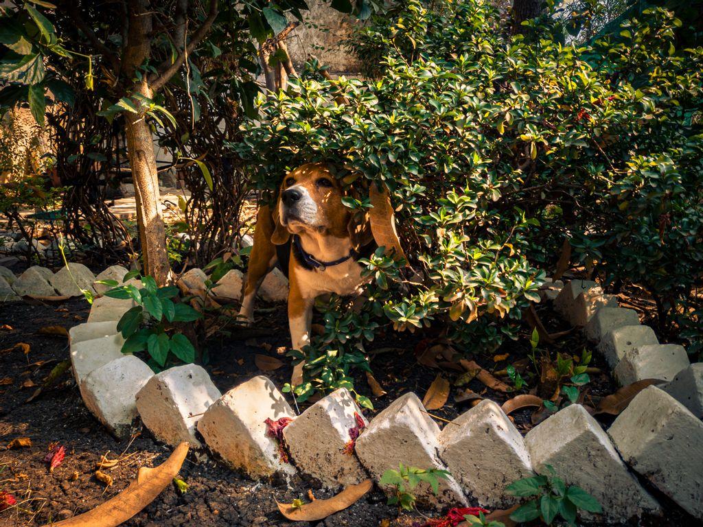 DIY Dog Enrichment Activities to Make Your Backyard Fun
