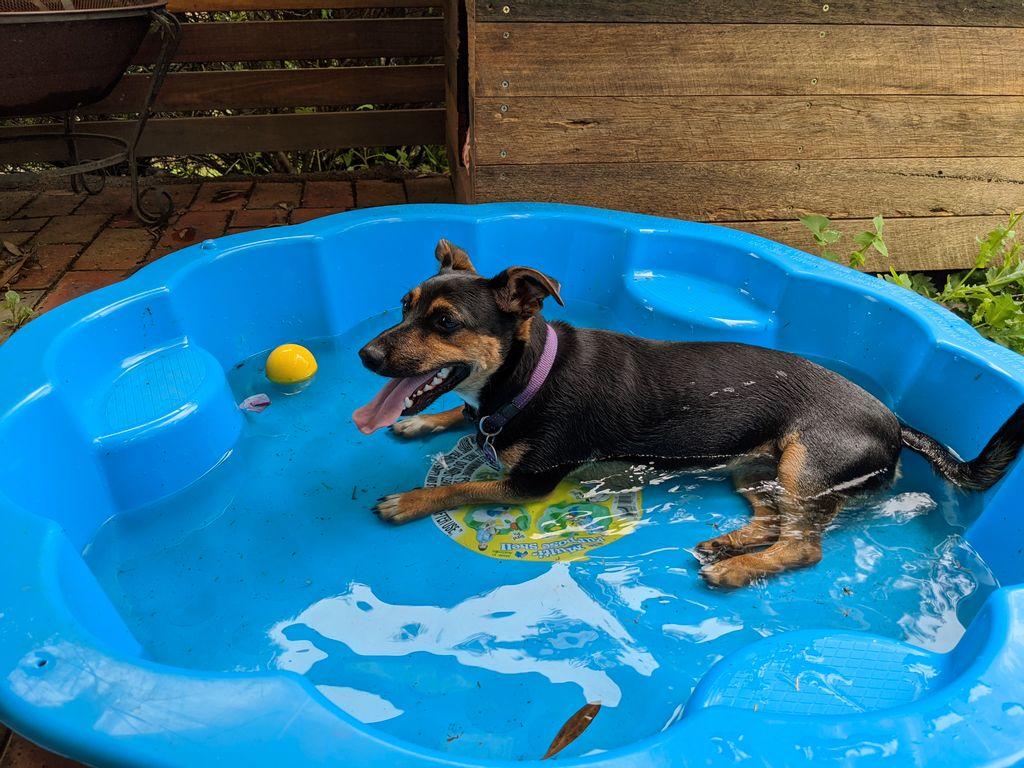 DIY Dog Enrichment Activities to Make Your Backyard Fun